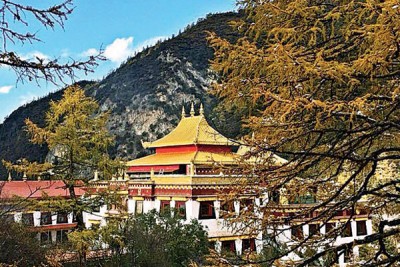 满山黄金色的冲古寺。
