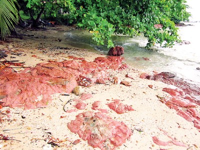 红石头排排坐，据村民说，这是海浪将碎石冲上岸后构成的奇景。
