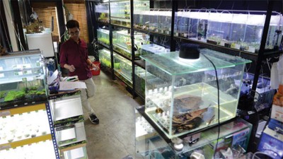 Aquacult Studio除了有生态瓶、半水陆缸、还有小虾、小螃蟹、小鱼等，有关于原生态动植物都可以在这里找得到。