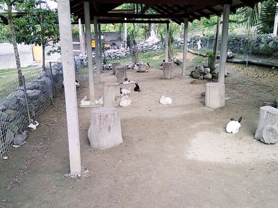 位于武来岸的兔子园，堪称全国最大兔子养殖场。