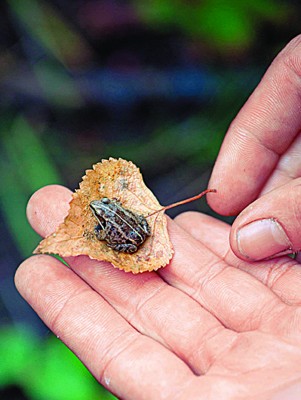 据说，大奴湖周围的生态近千年没有改变过，不经意就能发现小生物。