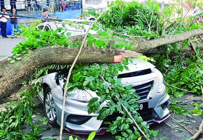 大树枝桠压毁其中1辆轿车车顶，庆幸无人受伤。