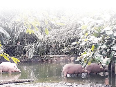 须猪喜欢雨林区。