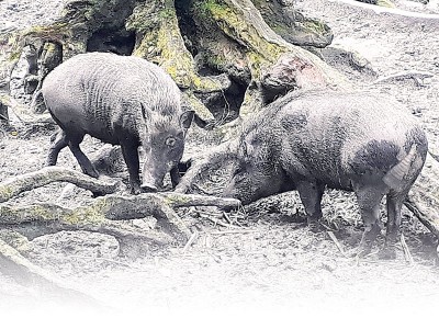 野猪喜欢沼泽地。