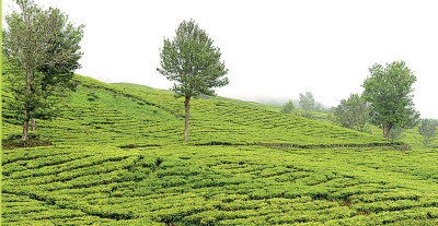 登伯山上的茶园。