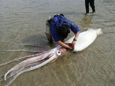 日本滨田市一条河流中近日发现一只超巨大的鱿鱼。