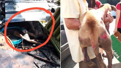 （左）被烧死的狗只压在摊锌板底下。（右）高庆强正在救着受伤的狗只。