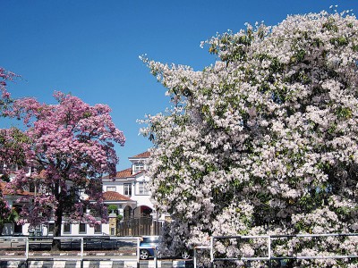 满树的花儿笑靥迎春风。