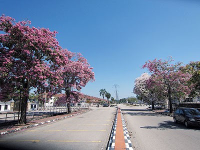 佳乡岭道路两旁风铃木花盛开，吸引居民拍摄观赏。