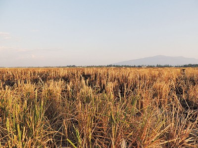 已经收割的枯黄稻田，另有一番“秋”的景色。