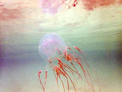 专家指沙巴海域将在未来4个月将出现箱型水母。