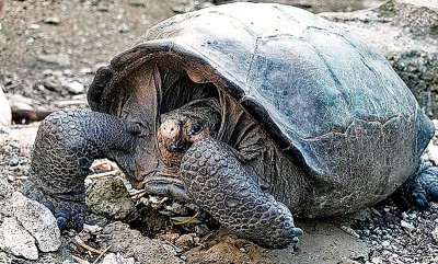 费南迪那陆龟绝种100年后又复活。