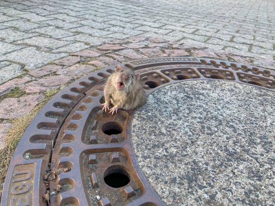 过冬吃太多？这只不慎卡在沟渠盖孔洞中的“过街”老鼠，惊动了德国消防员出手营救。