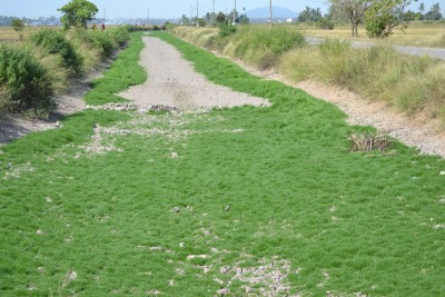 有些干涸河流甫长出地毯草。