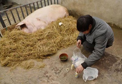 饲养员龚国成师傅为“猪坚强”腿部上药。