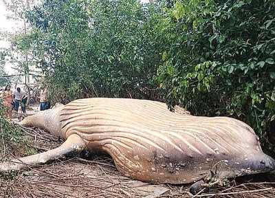 座头鲸尸在内陆树林被发现。