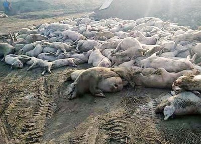 大午猪场1万5000生猪死亡。