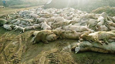 河北省保定市徐水区的，一个高安全等级的大型养猪场，一个月来已有一万五千头猪死亡。 