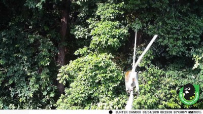 树冠桥的摄录机，拍摄到一只猕猴率先使用这条桥。