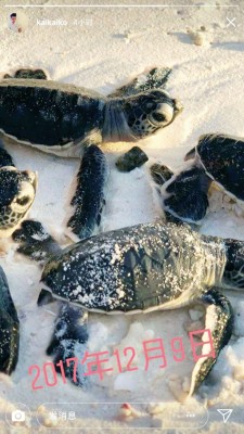 柯震东前年12月9日于IG贴出海龟照，疑似身处海边。
