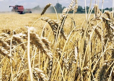 美国指中国的小麦补贴措施，超出世贸限制范围。
