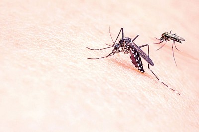蚊子是最致命的生物。（档案照）