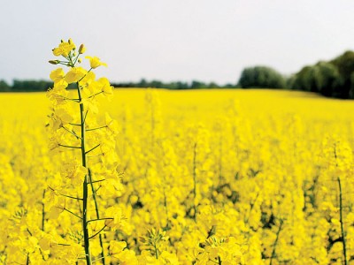 中国注销加拿大主要农业企业理查森国际公司进口芥花籽的注册许可。